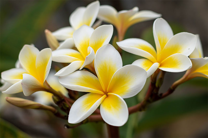 Frangipani Plants Matakana Frangipani Deliver Across NZ