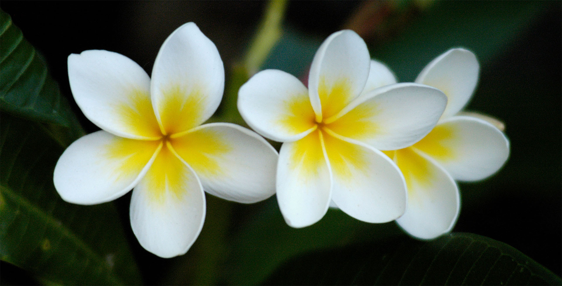Frangipani Plants Matakana Frangipani Deliver Across NZ