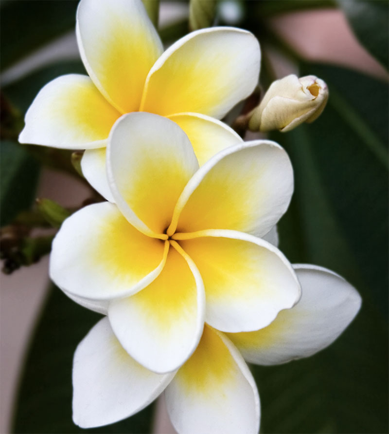 Plumeria NZ View The Matakana Frangipani Collection