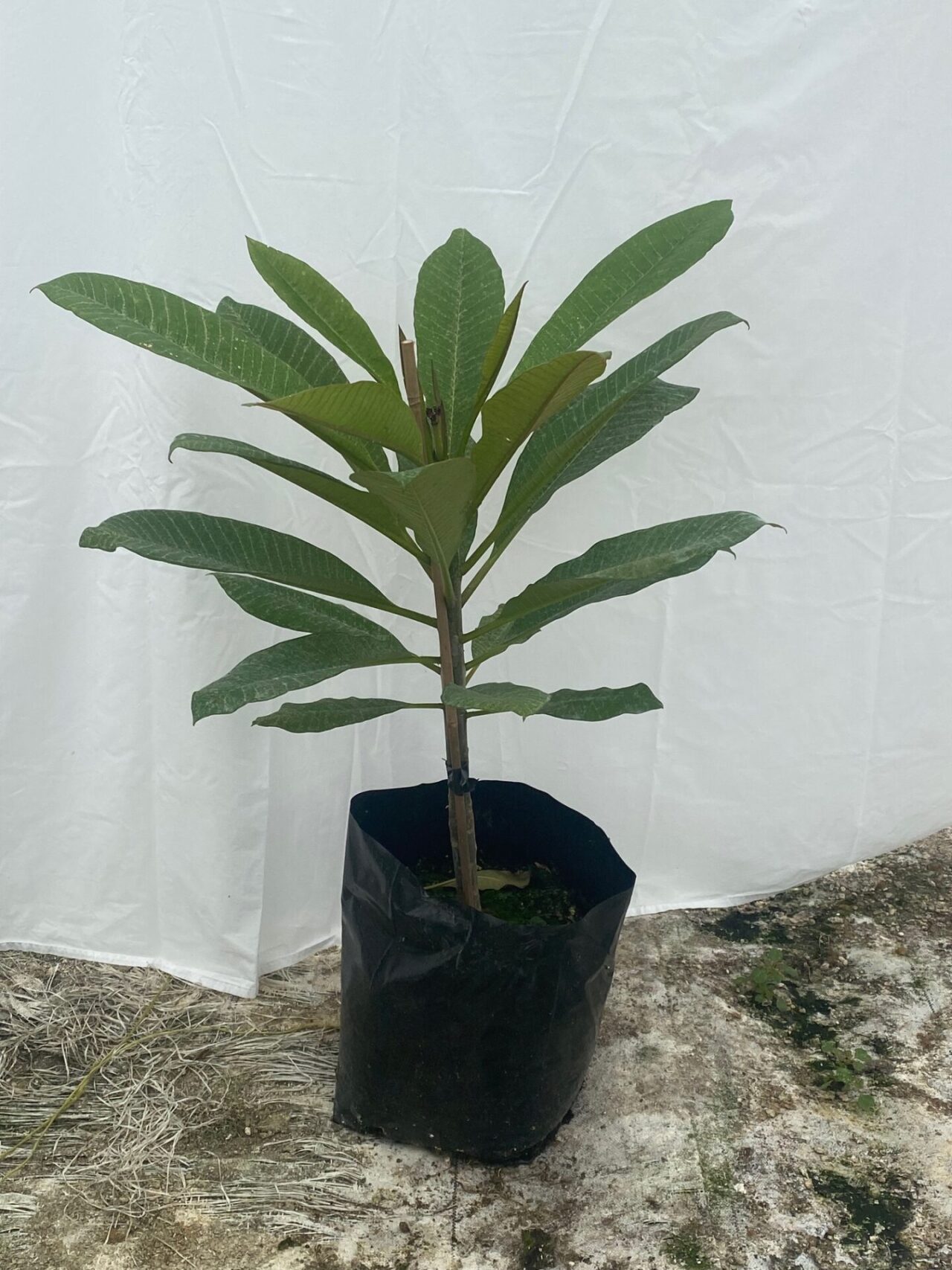 Plumeria NZ View The Matakana Frangipani Collection