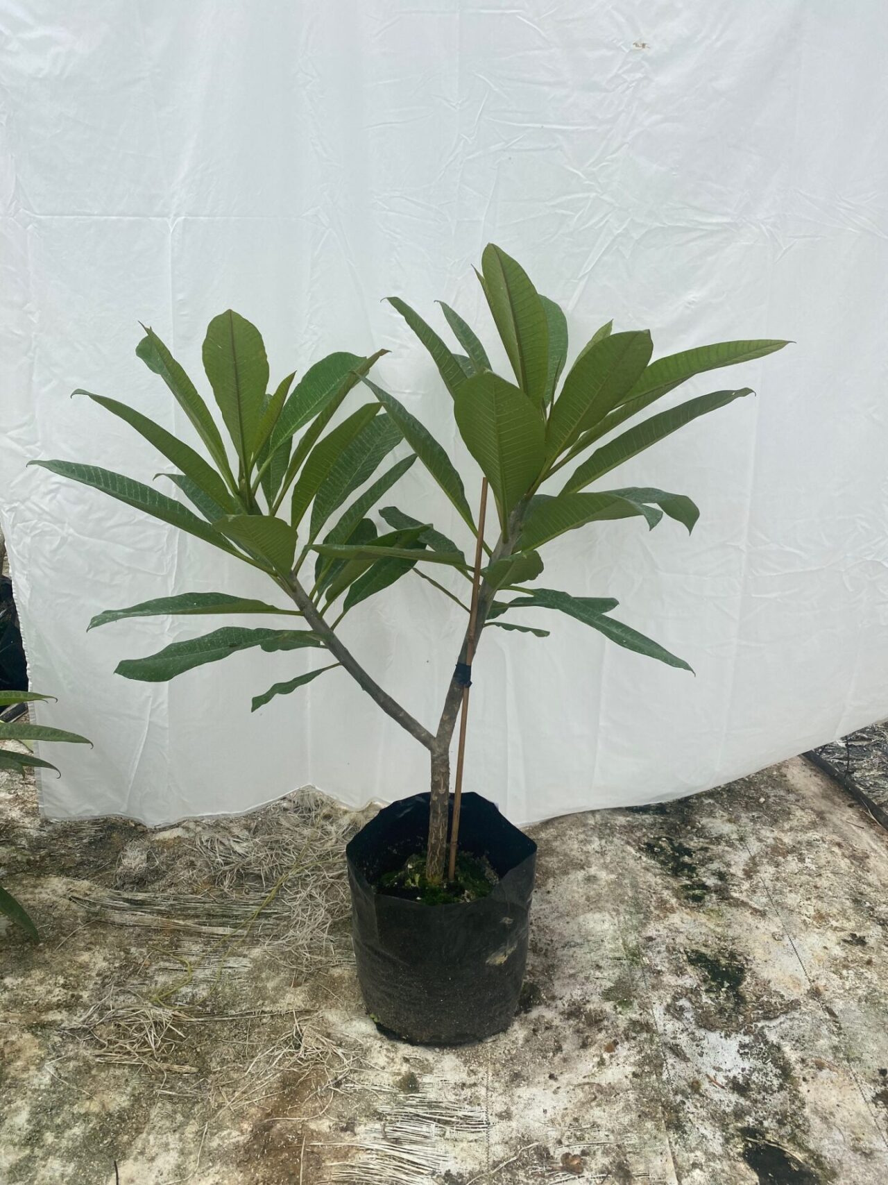 Plumeria NZ View The Matakana Frangipani Collection