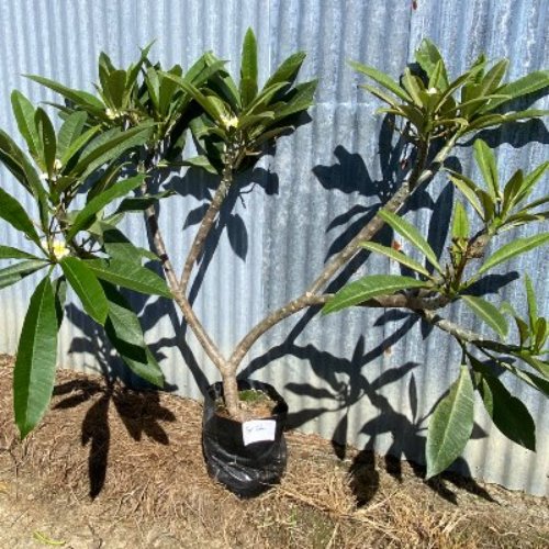 Plumeria NZ View The Matakana Frangipani Collection