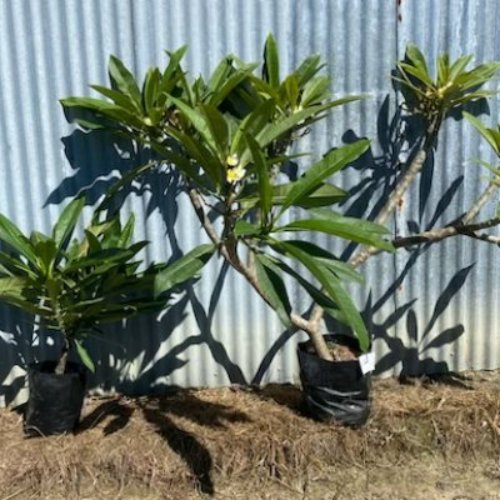 Plumeria NZ View The Matakana Frangipani Collection