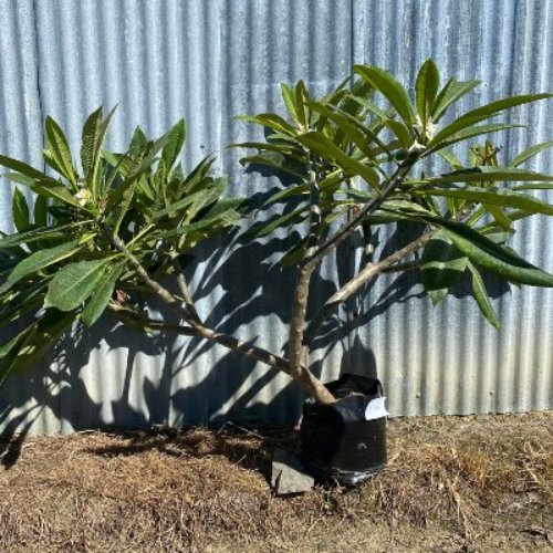 Plumeria NZ View The Matakana Frangipani Collection