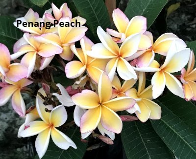 Penang Peach resized