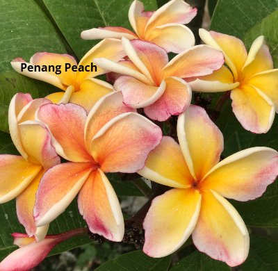 penang peach resized1