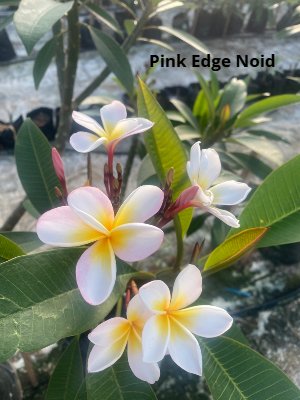 pink edge noid resized