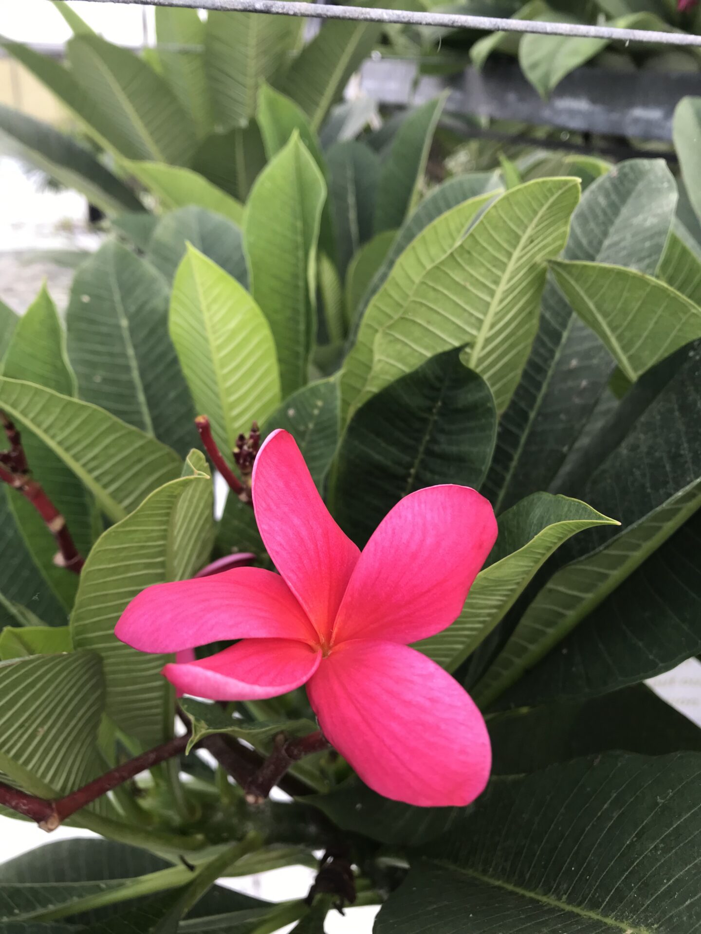 frangipani pale pink clover