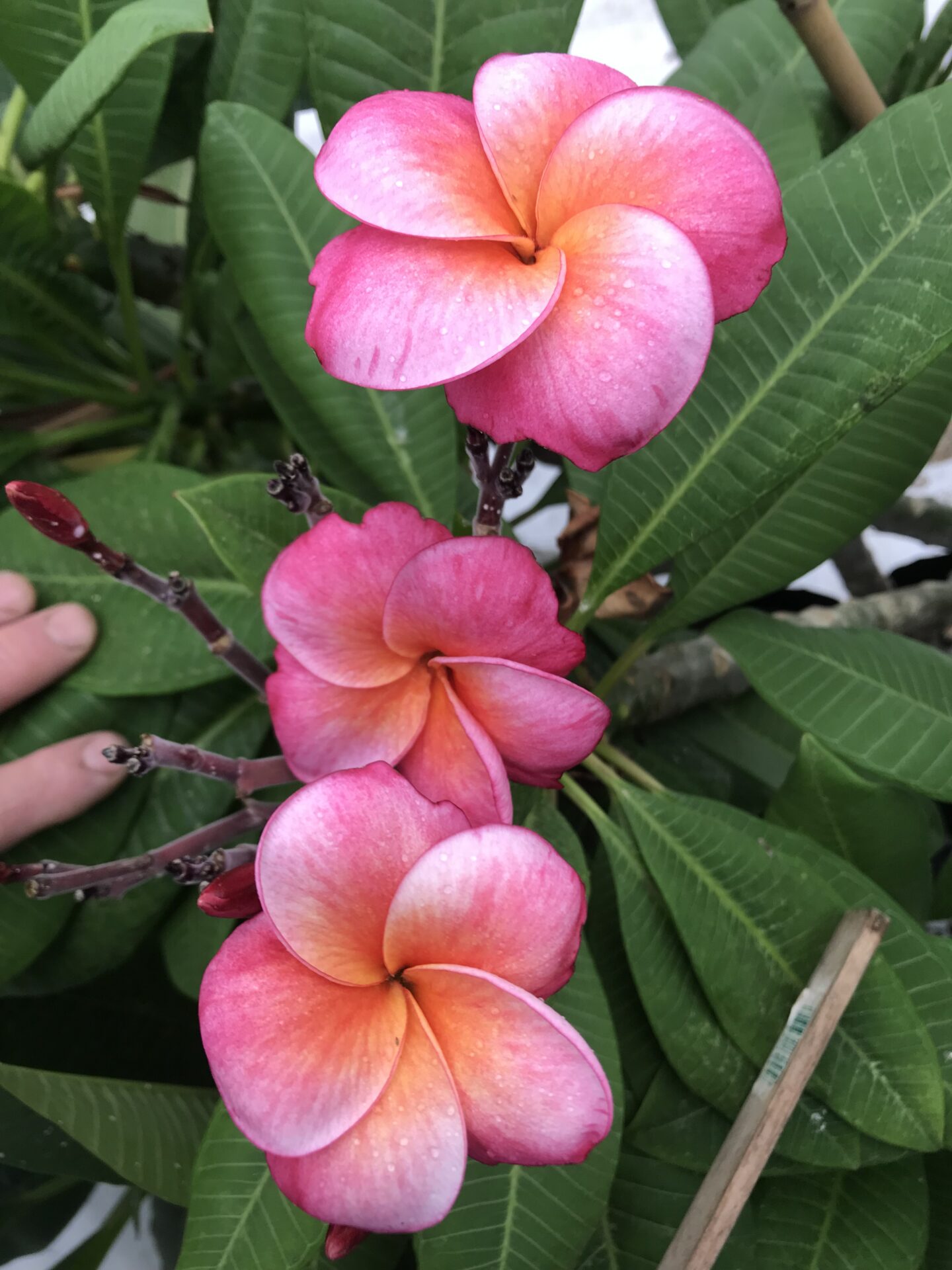 frangipani hot pink
