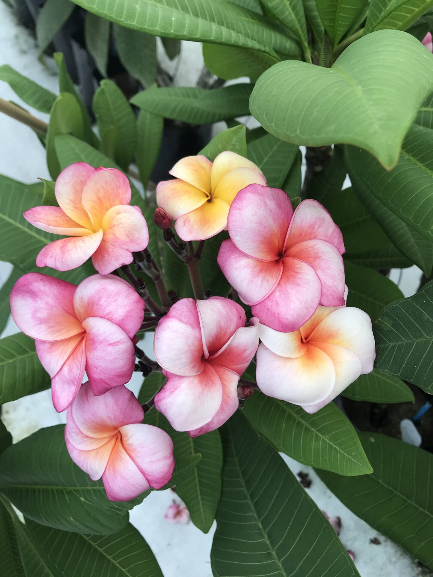 frangipani white clover
