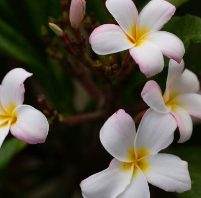 frangipani hot pink
