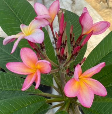 frangipani pale pink clover