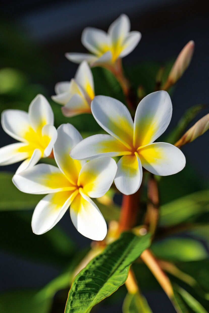 frangipani plant