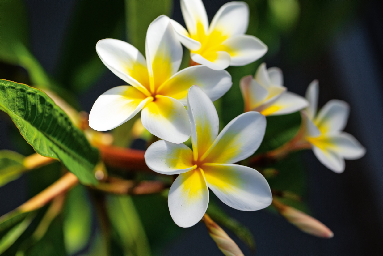 frangipani lt frangipani online