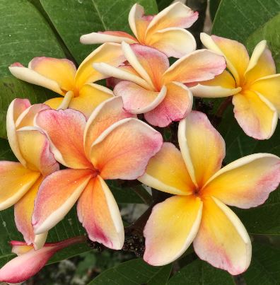 frangipani pinky-yellow