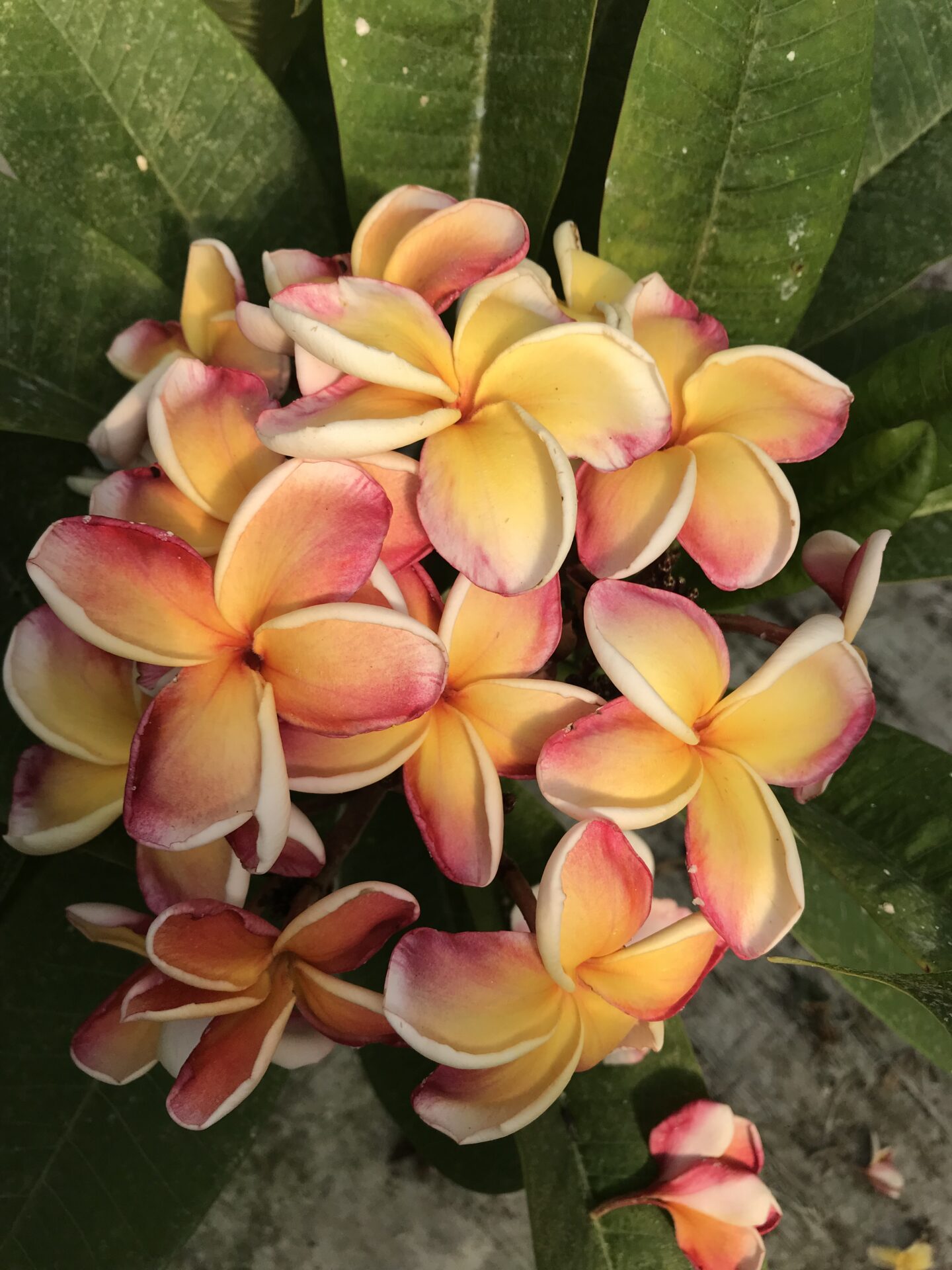 frangipani pinky-yellow
