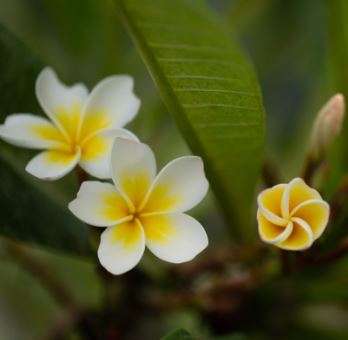 frangipani white clover